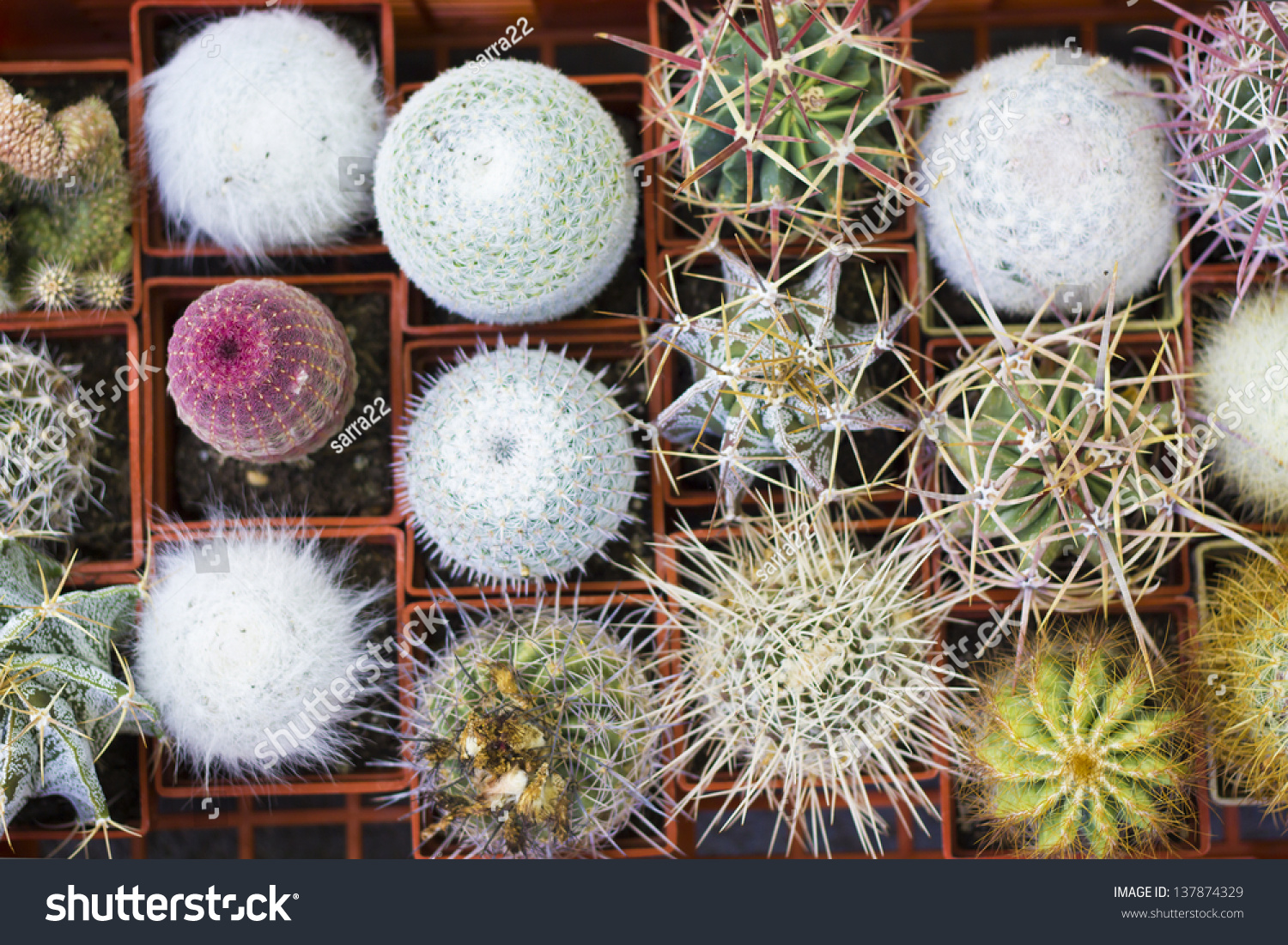 What are the different types of flowering cactus plants?