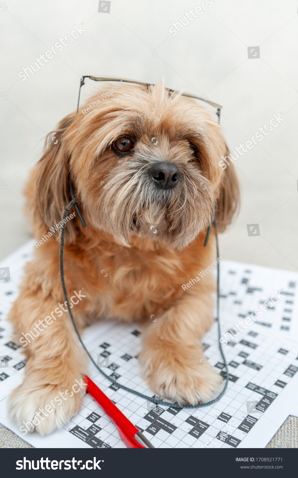 Small Dog Doing Crossword Puzzle Stock Photo 1708921771 Shutterstock