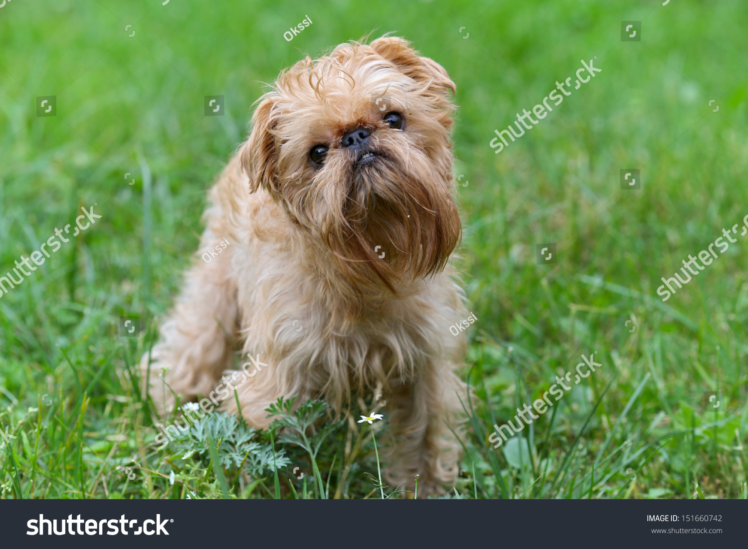 Small Dog Breed Griffon Bruxellois On Stock Photo Edit Now 151660742