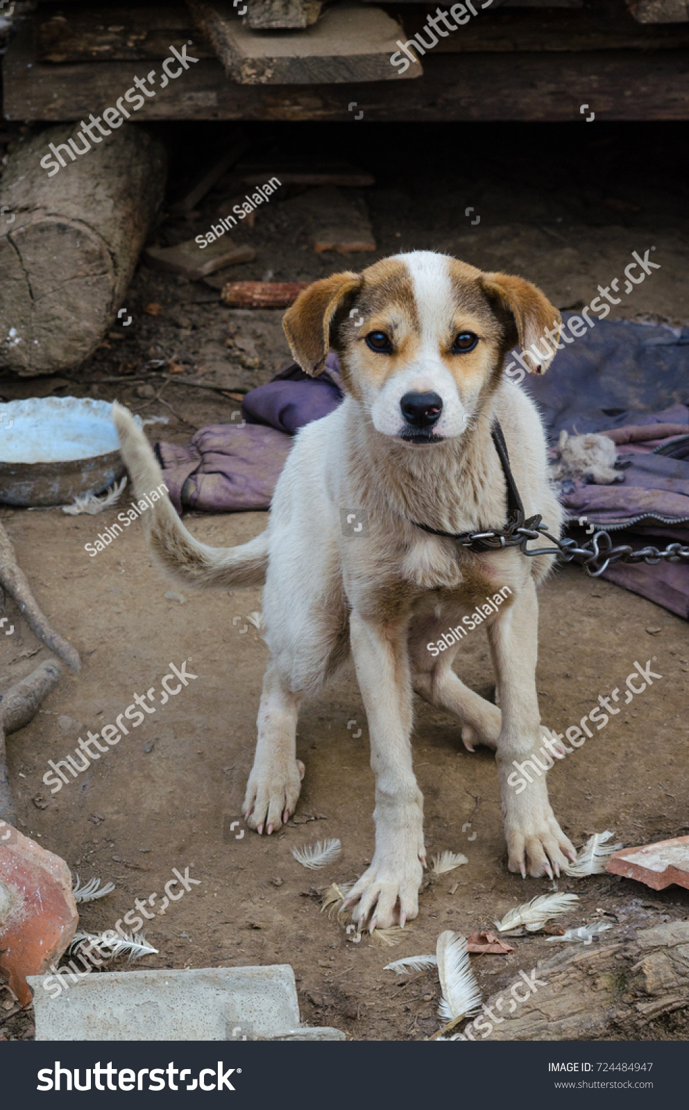 chain leash for small dog