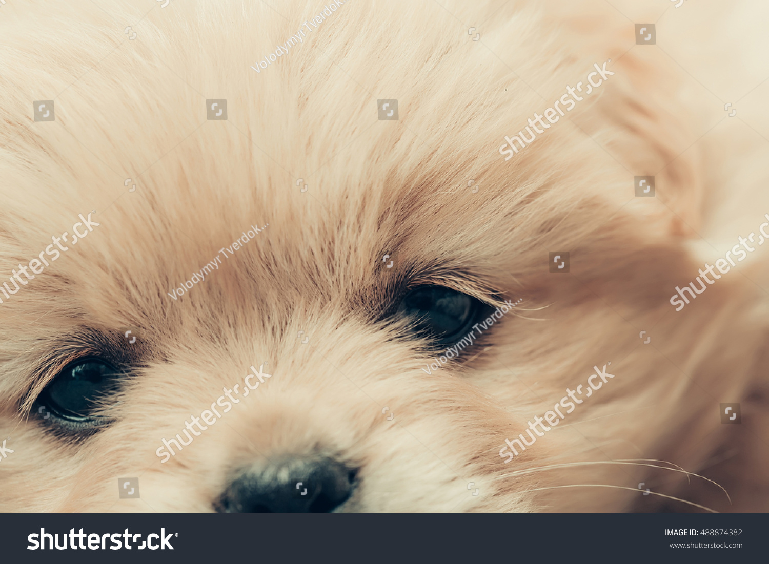 plush puppy puffy dog