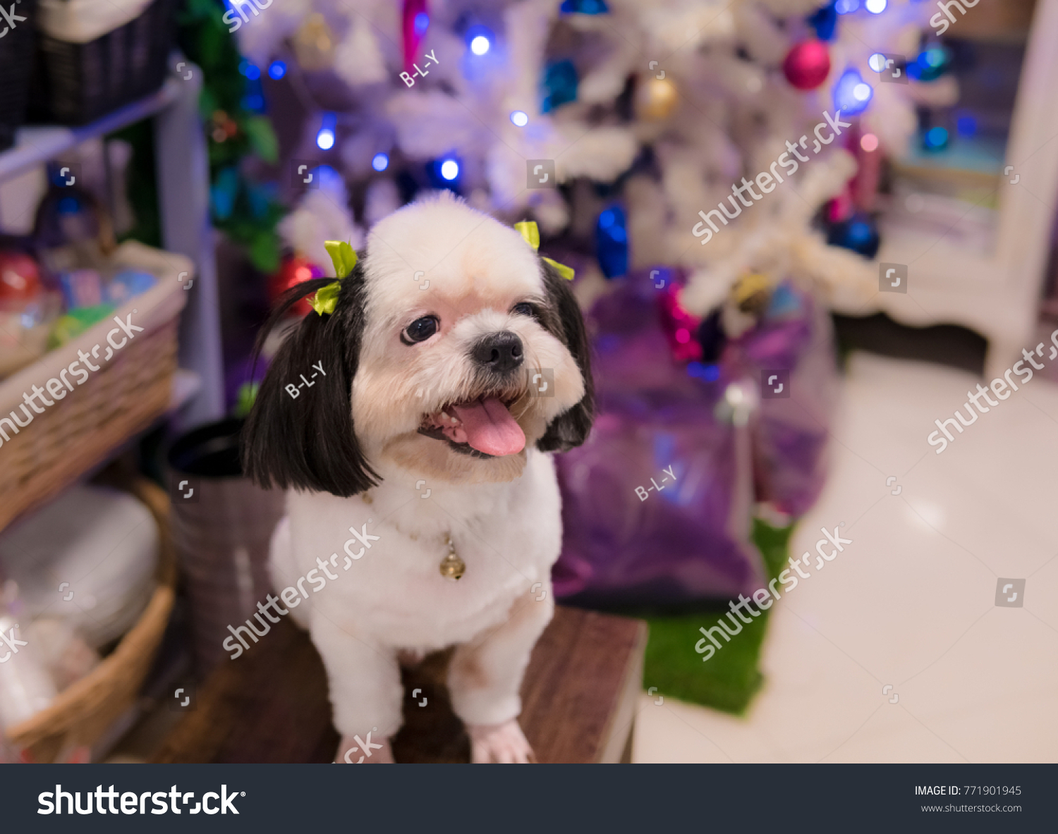 Small Dog White Hair Breeds Shih Stock Photo Edit Now 771901945