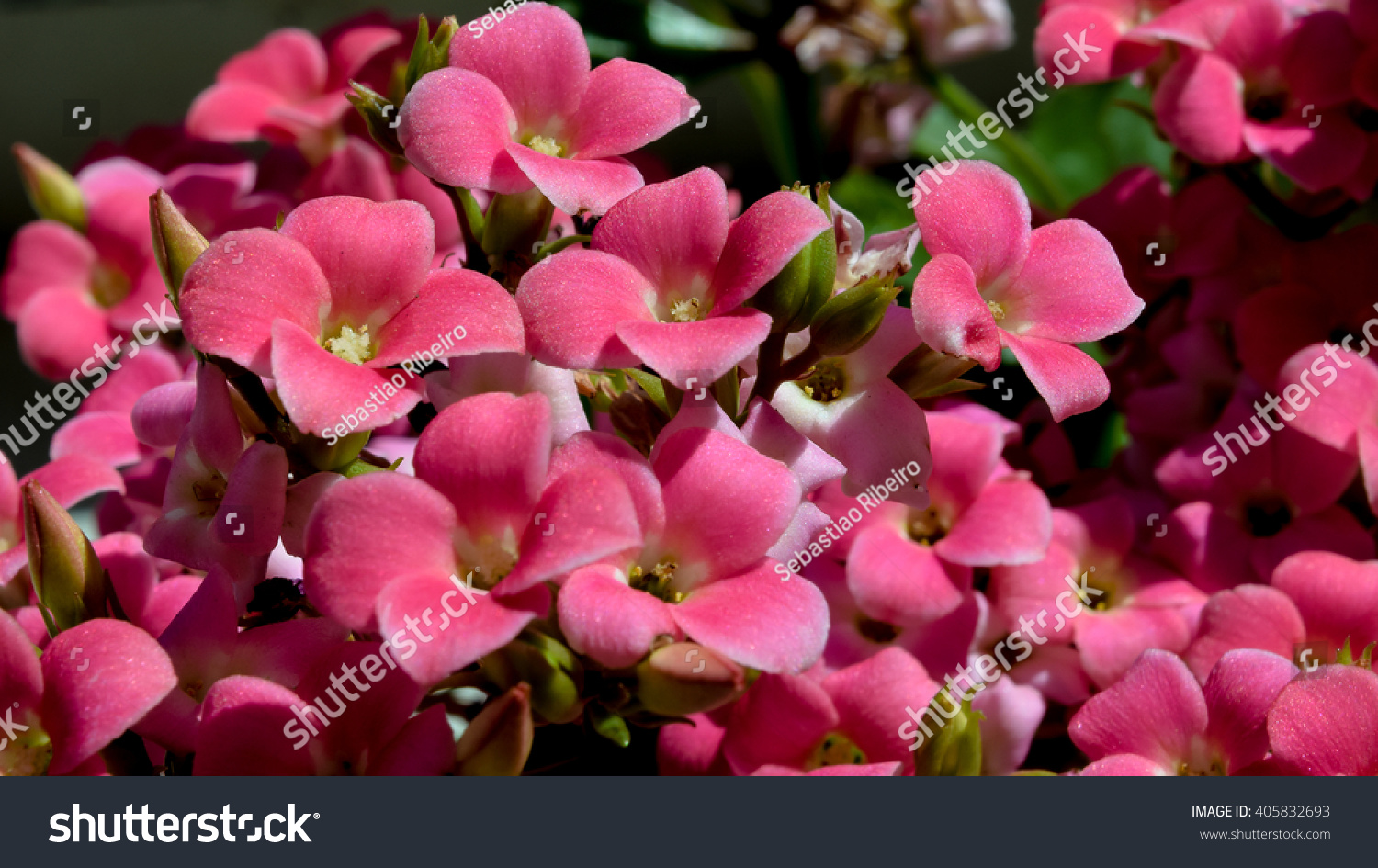 Small Flowers They Kalanchoe Blossfeldiana Were Stock Photo Edit Now 405832693