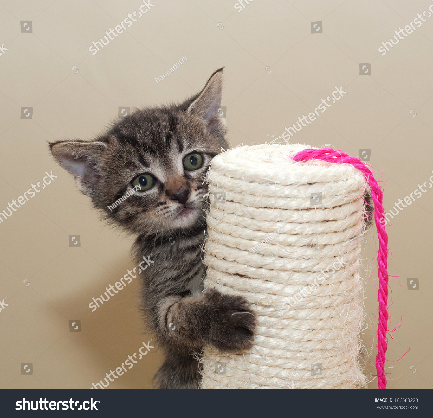 Small Fluffy Tabby Kitten On Column Stock Photo 186583220 | Shutterstock