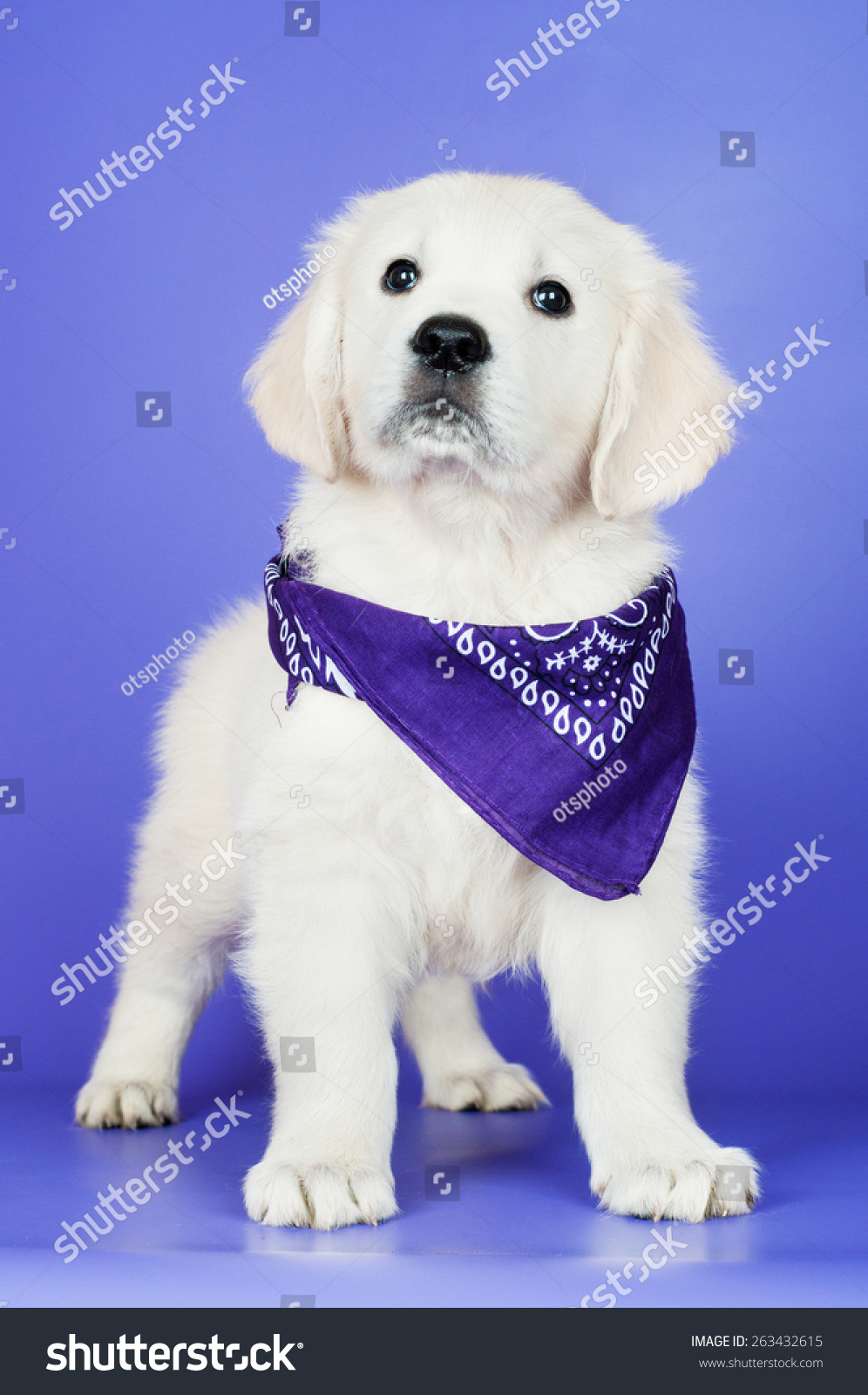 golden retriever puppy bandana