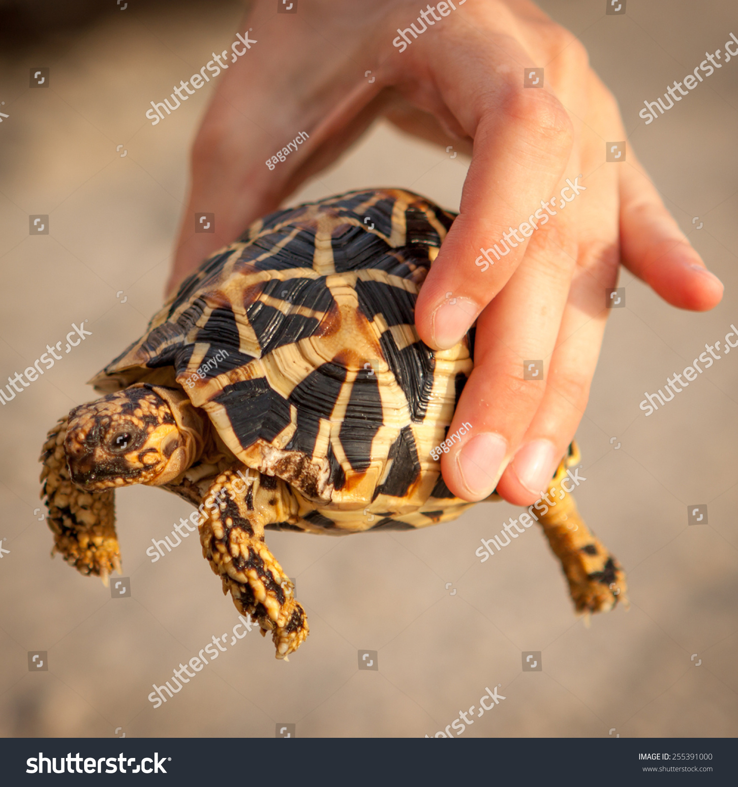 Small Golden Turtle In Hand Stock Photo 255391000 : Shutterstock