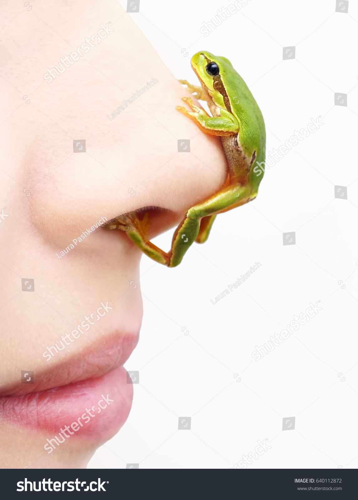 Foto Stok Small Green Frog Sitting On Nose Edit Sekarang 640112872