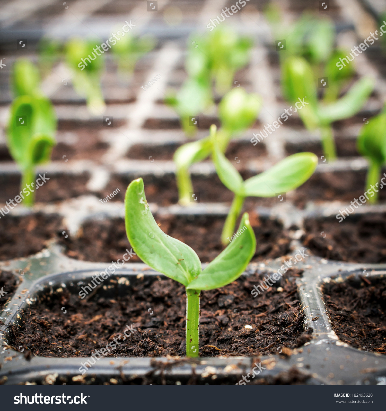 Small Green Seedling In The Growing Stock Photo 182493620 : Shutterstock