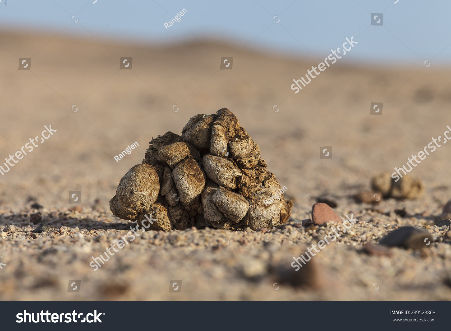 163 Camel Dung Images Stock Photos Vectors Shutterstock 163-camel-dung-images-stock-photos-vectors-shutterstock