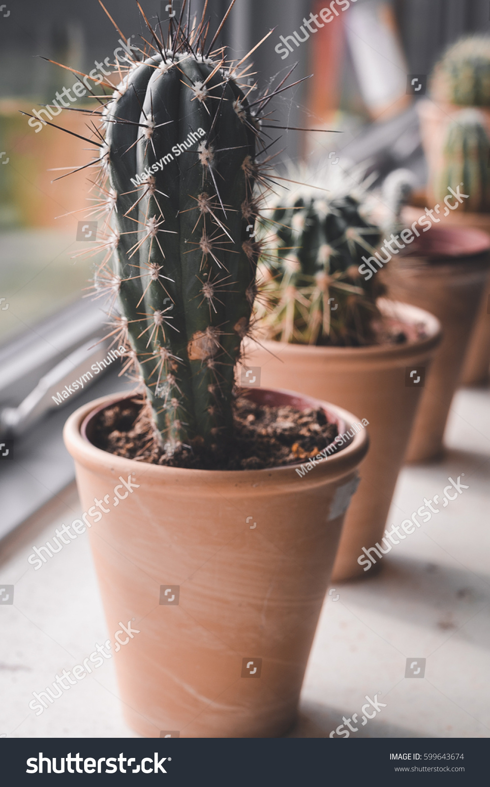 Small Indoor Cactus On Windowsill Closeup Stock Photo Edit Now