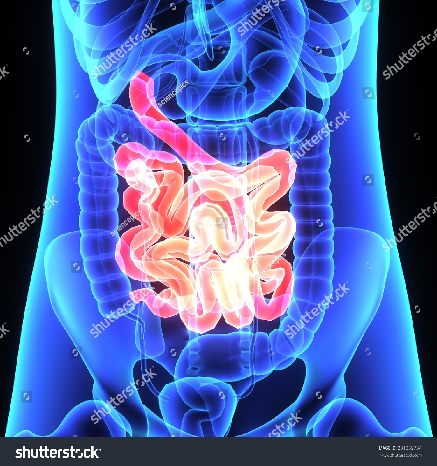 Small Intestine Stock Illustration 231359734 - Shutterstock