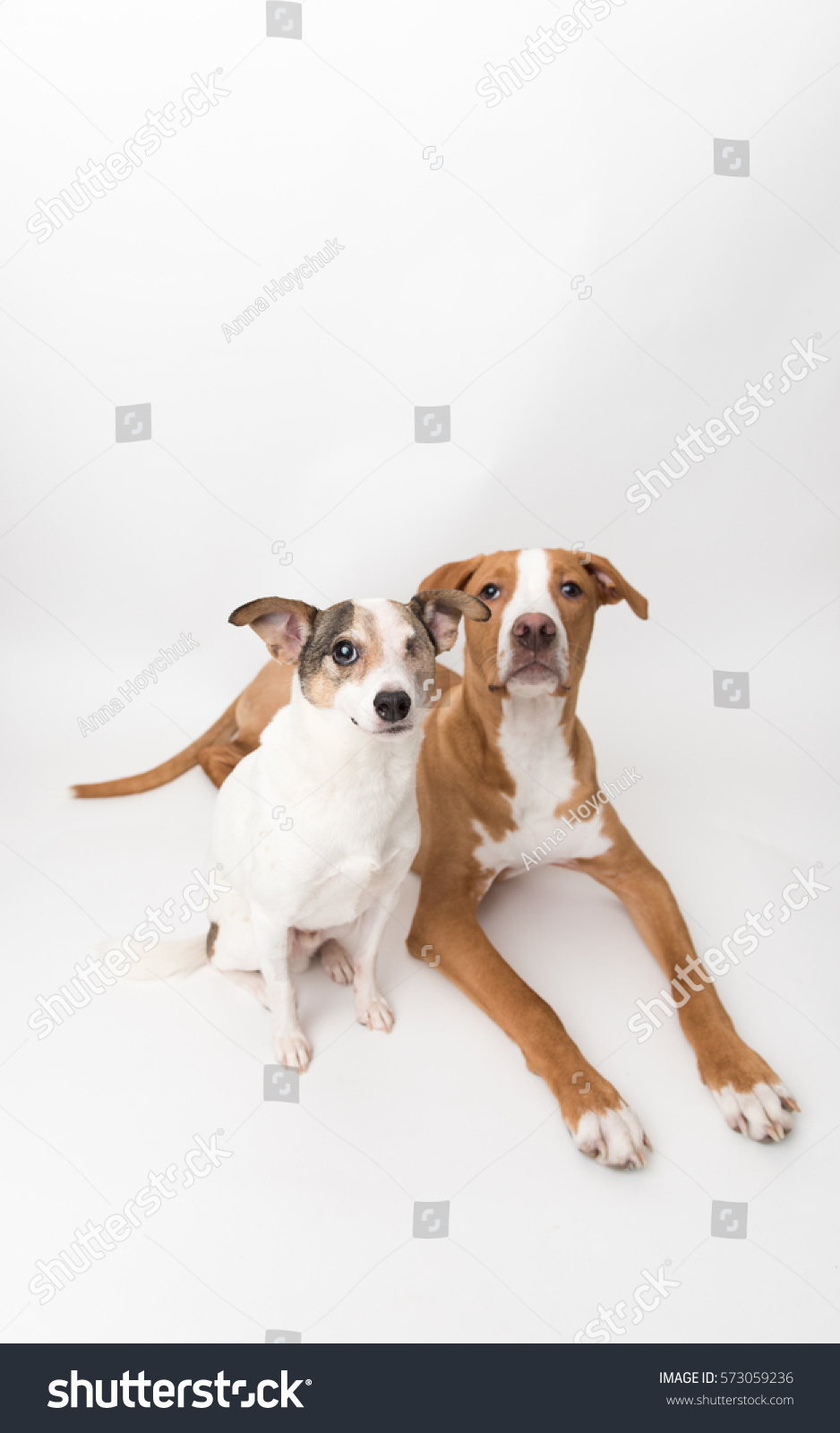 Small Jack Russell Mix Dog Pit Stock Photo Edit Now 573059236