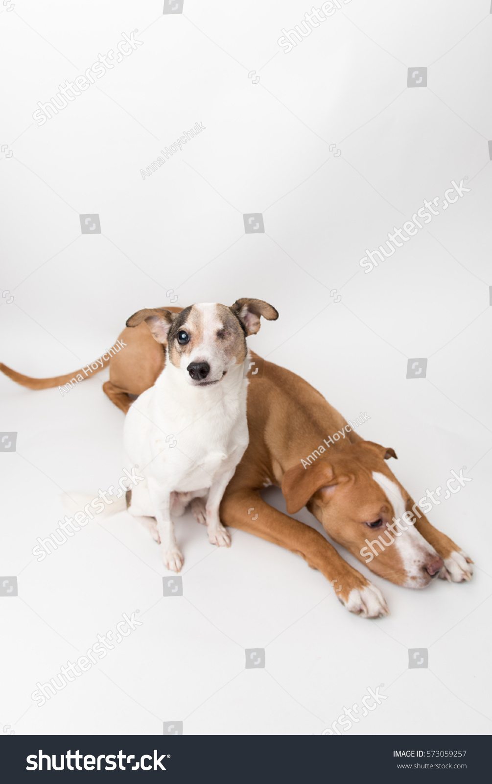 Small Jack Russell Mix Dog Pit Stock Photo Edit Now 573059257