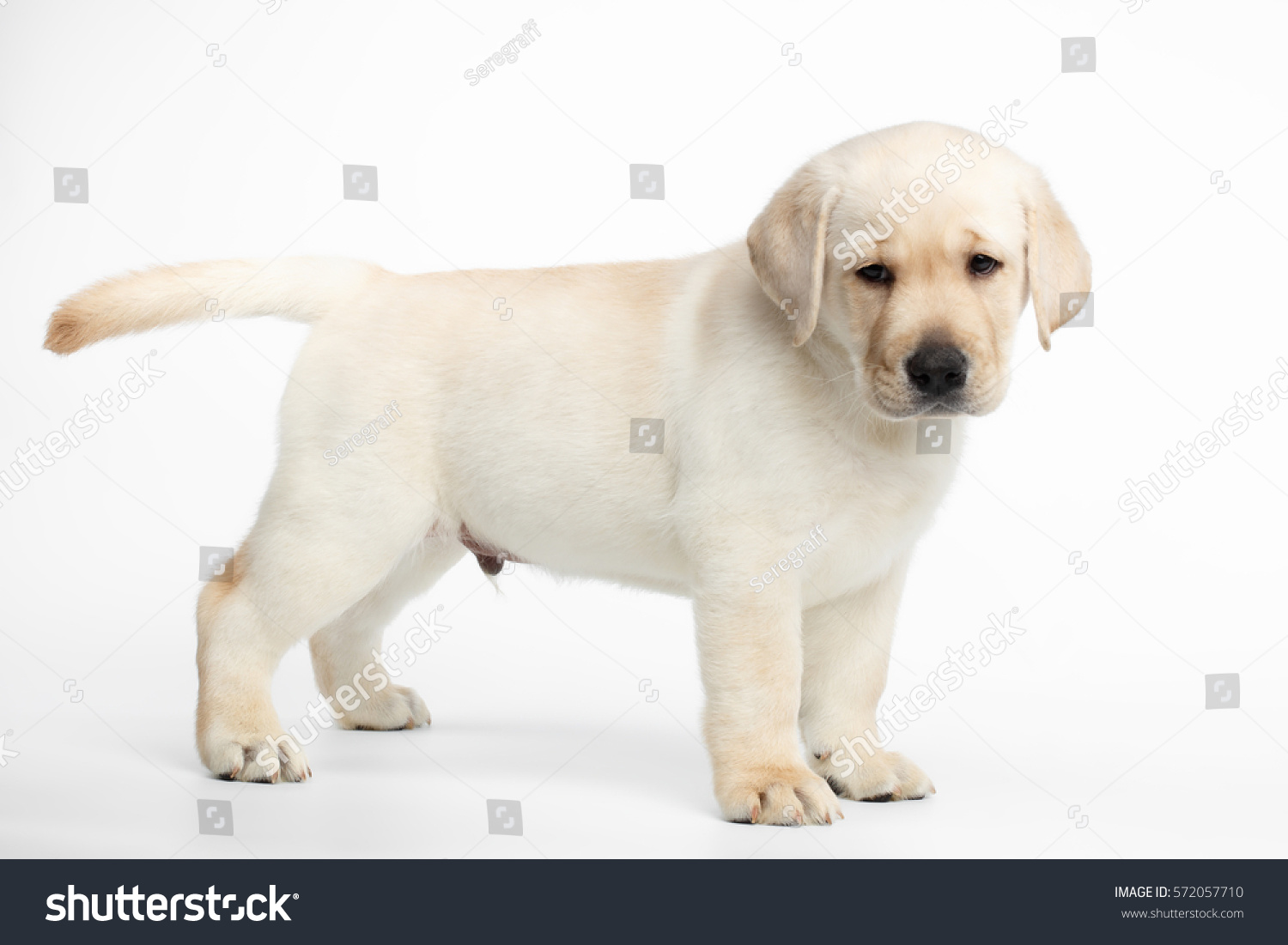 small lab retriever