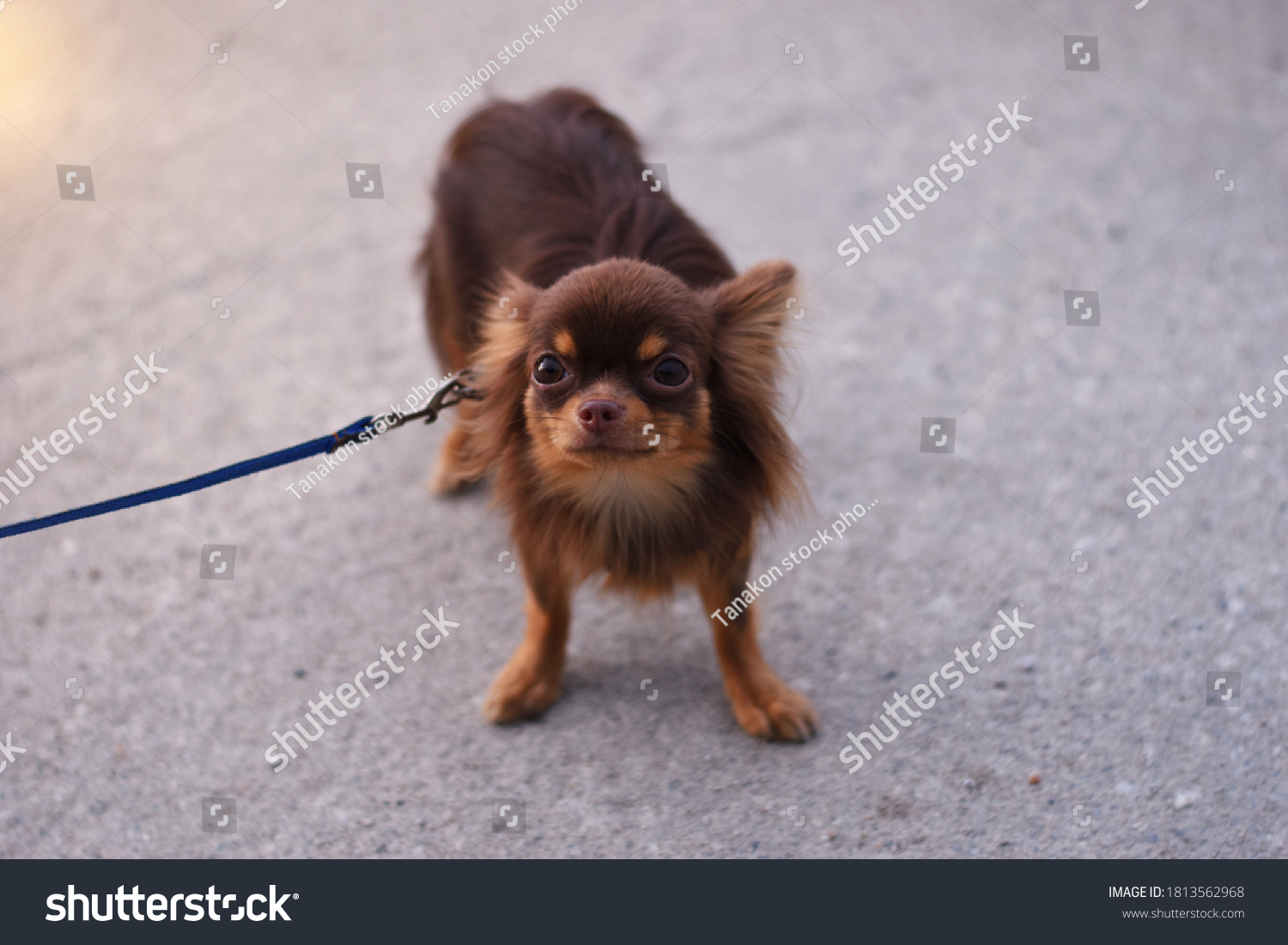 Small Long Haired Chihuahua Brown Dog Stock Photo Edit Now 1813562968