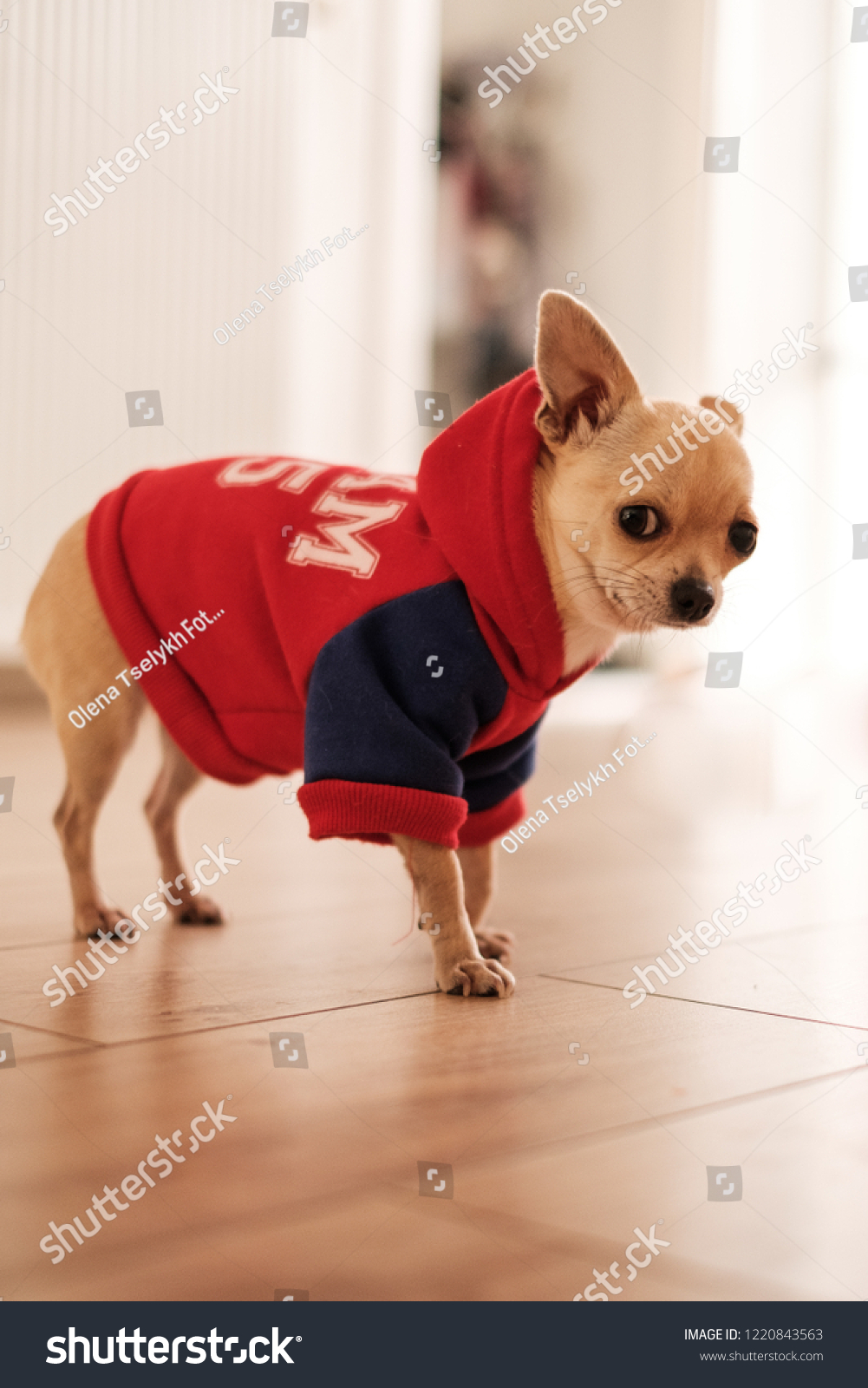mini chihuahua clothes