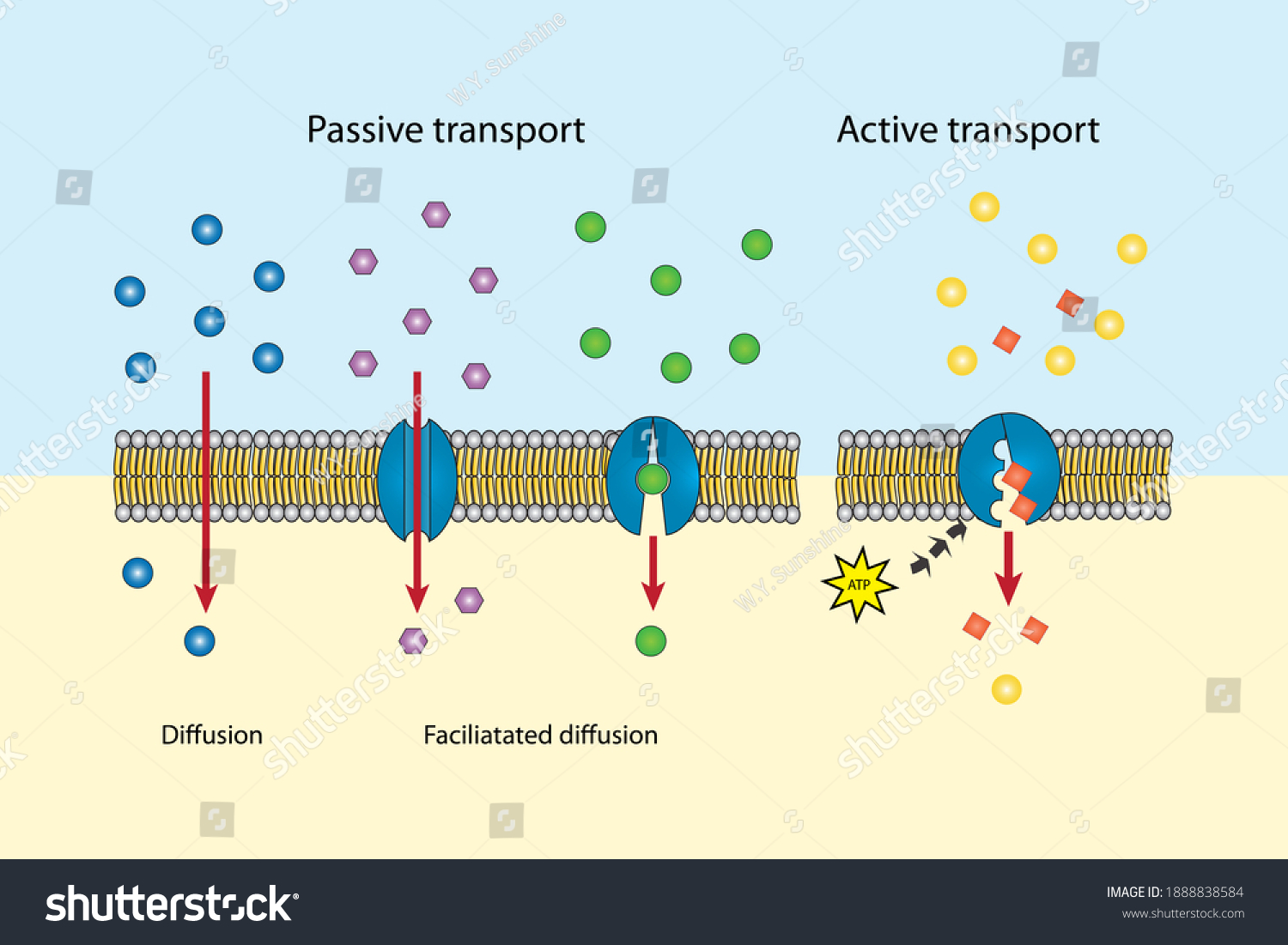 Small Molecules Ions Across Lipid Bilayer ภาพประกอบสต็อก 1888838584 Shutterstock 1109