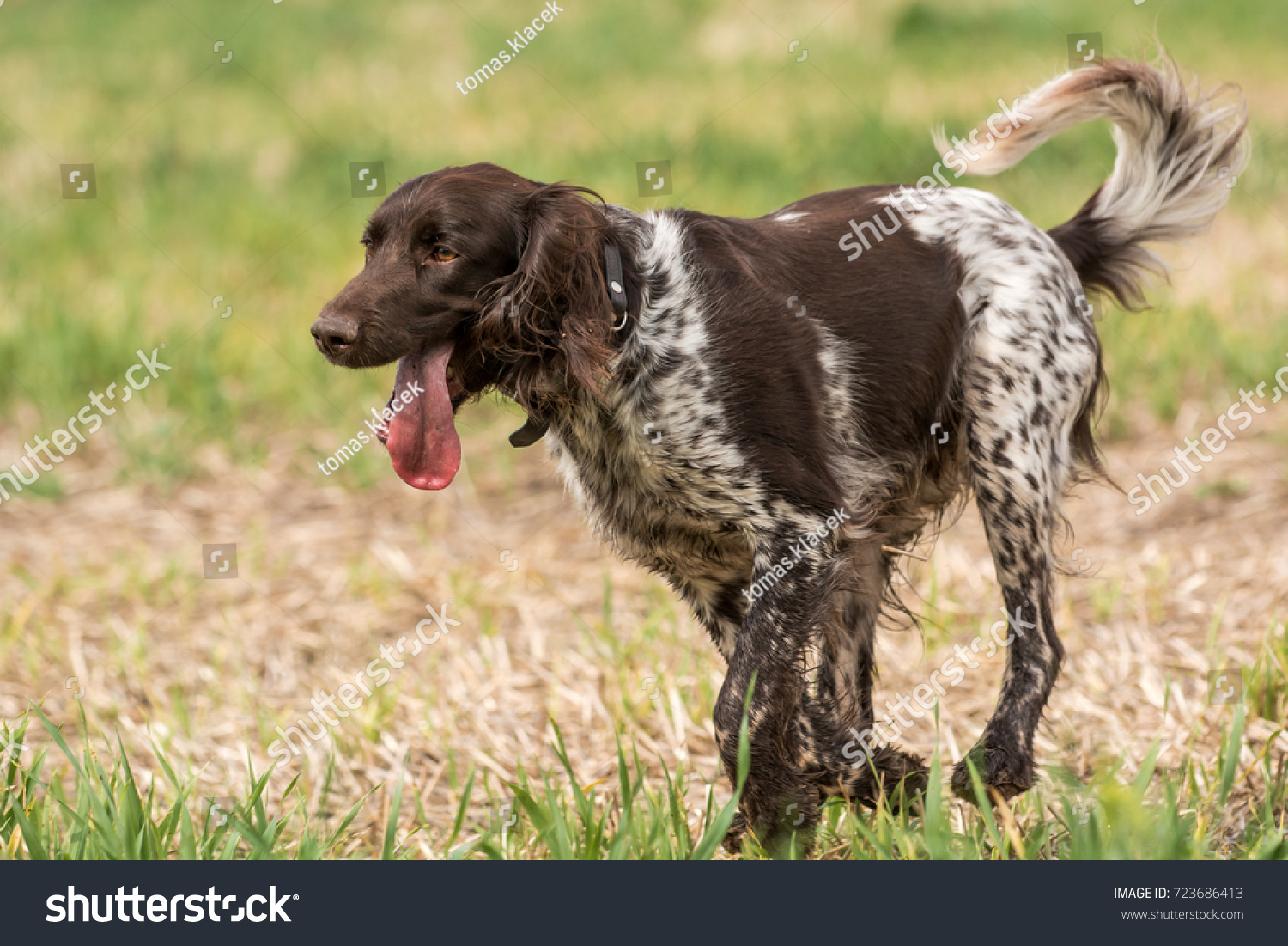 munsterlander pointer