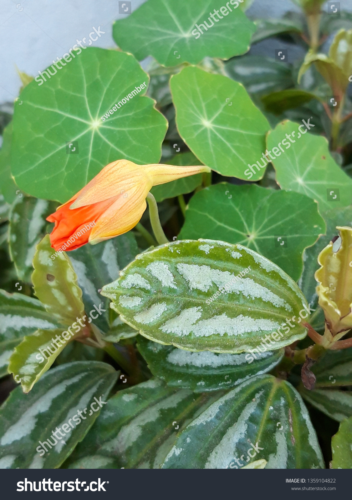 Small Nasturtium Flower Bud On Background Stock Photo Edit Now 1359104822