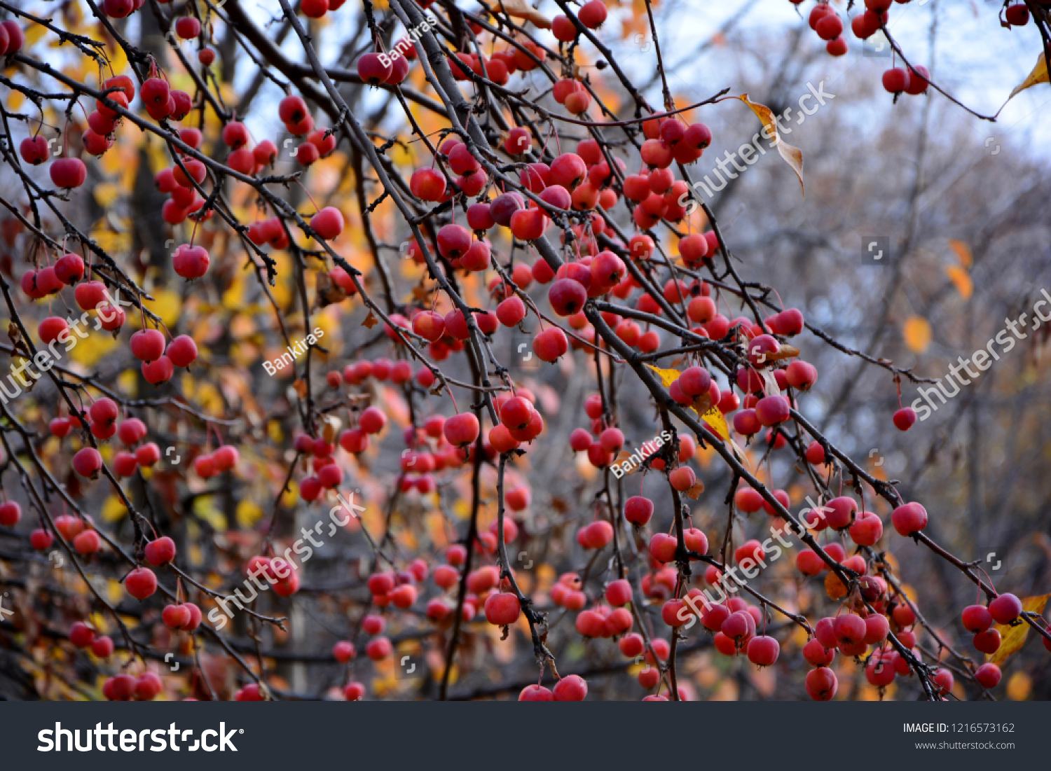 Small Pink Wild Apples On Tree Stock Photo Edit Now 1216573162