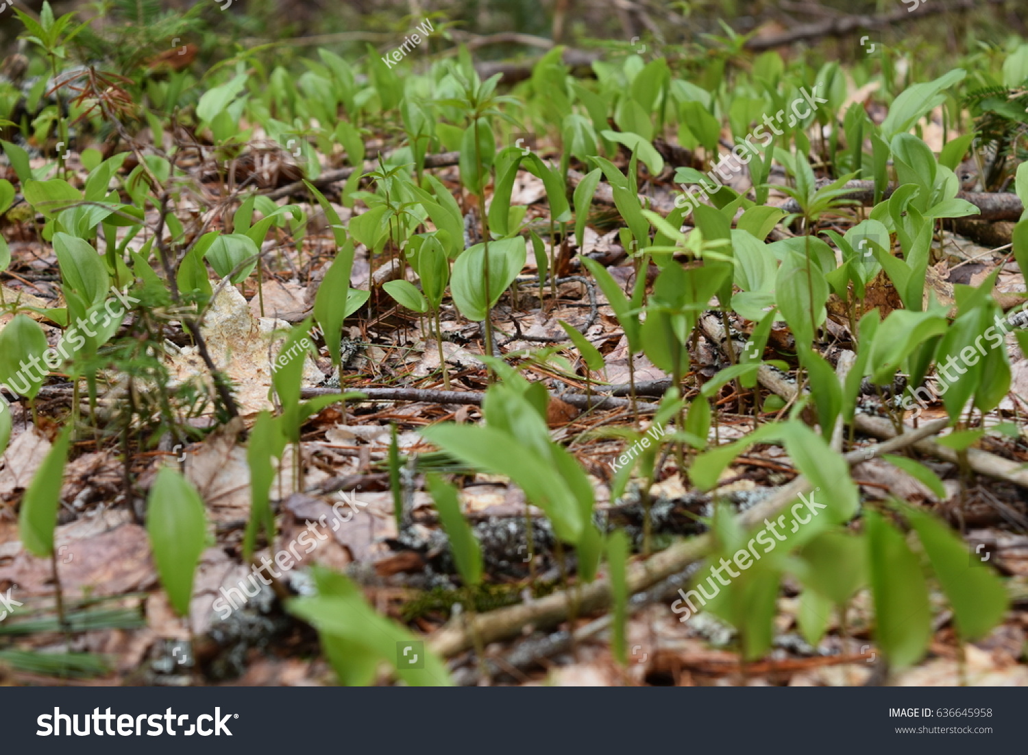 Small Plants Growing On Forest Floor Stock Photo Edit Now 636645958