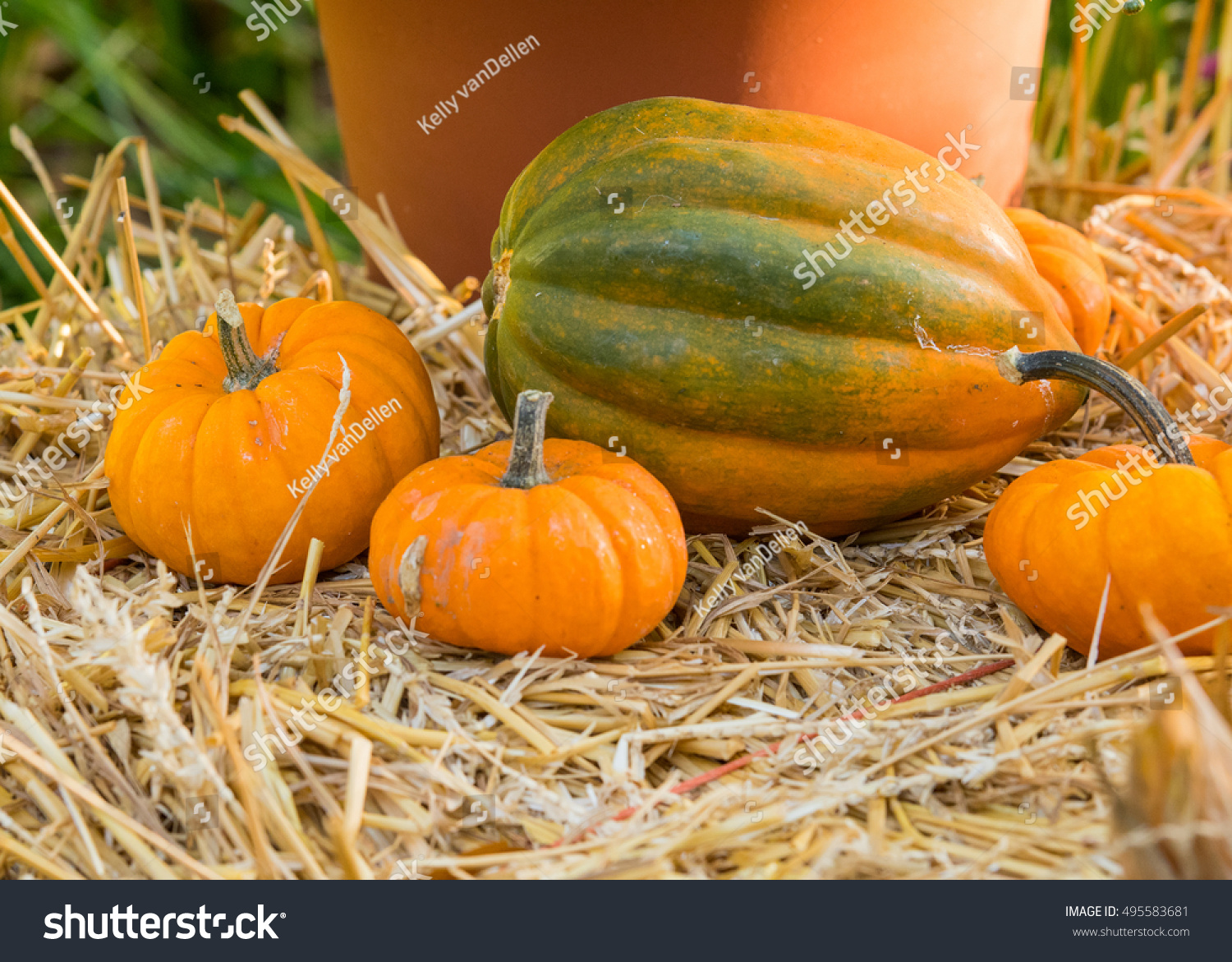 small pumpkins on hay bale large stock photo edit now 495583681