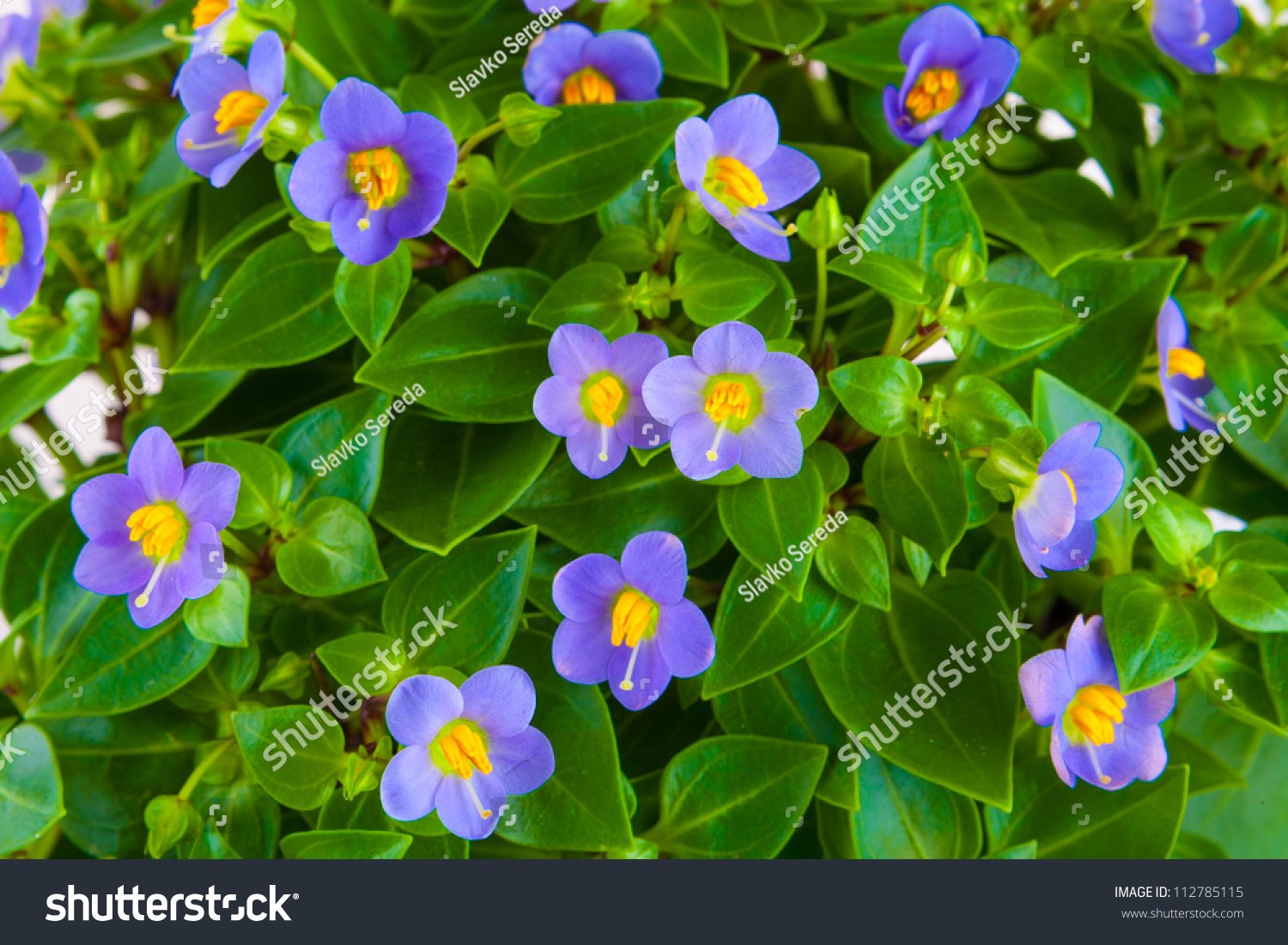 Small Purple Flowers Exacum Tropical Plant Stock Photo Edit Now