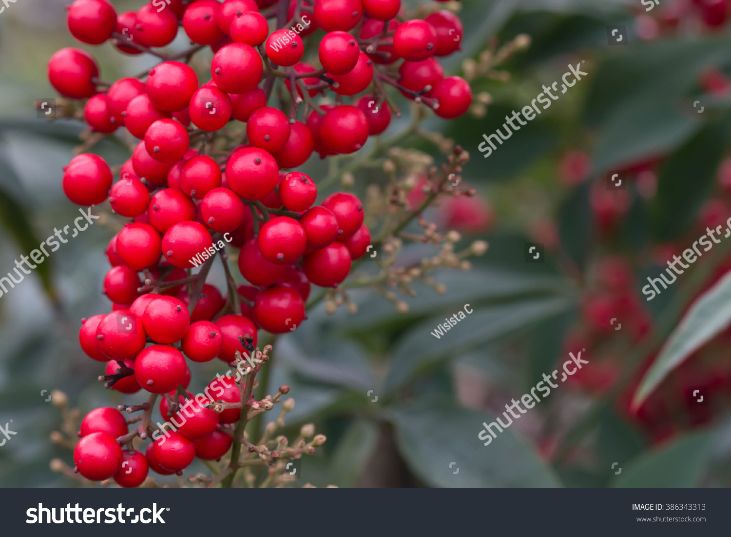 small red fruit stock photo 386343313 - shutterstock