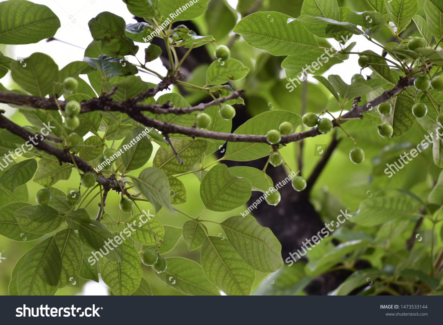 Árbol verde frondoso fruta verde dura