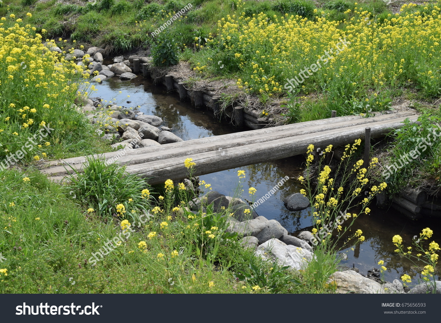 Small Tree Bridge Stream Rape Blossomswaterway Stock Photo Edit Now