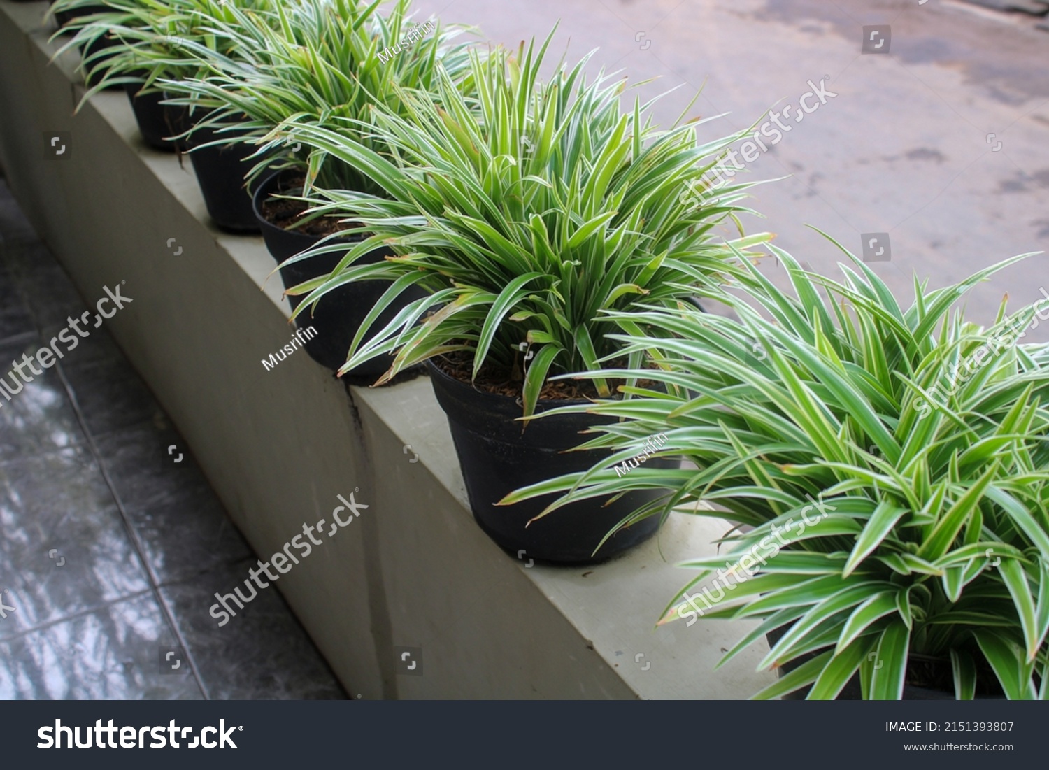 Small Tropical Plant Pot Evergreen Plant Stock Photo 2151393807 ...