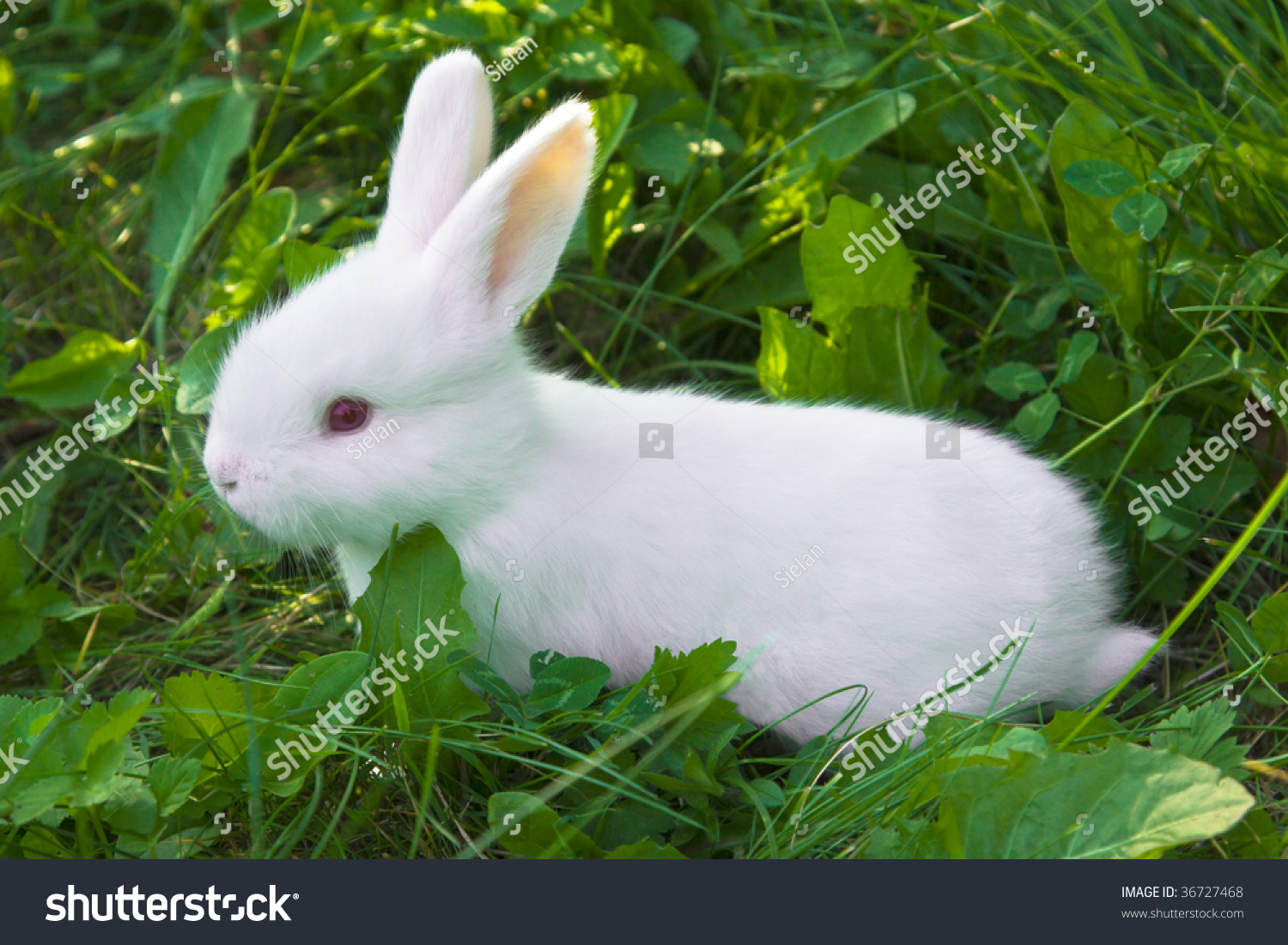 Small White Bunny (Rabbit) Sitting In A Grass On A Pasture Stock Photo ...