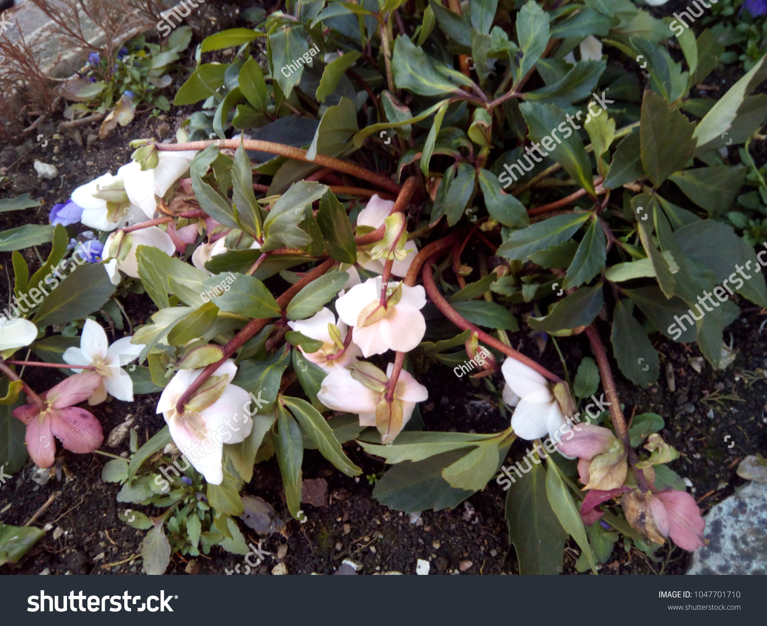 Small White Flowers 1 Utama Secret Stock Photo (Edit Now) 1047701710