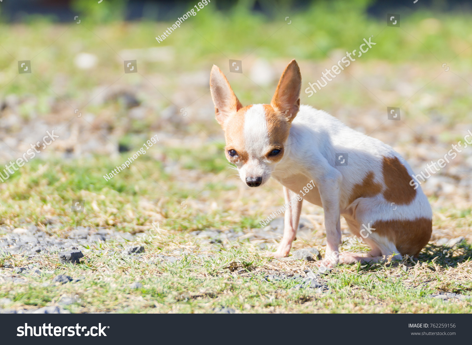 Small White Short Hair Chihuahua Dog Stock Photo Edit Now 762259156