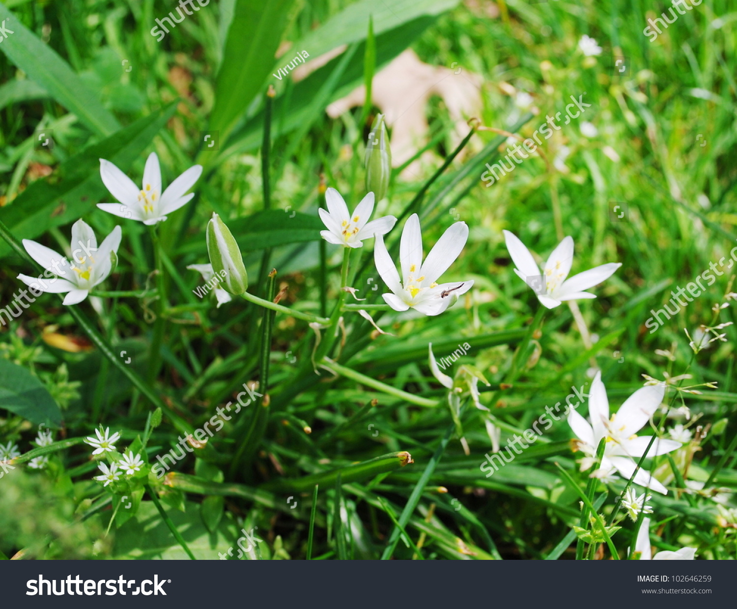 Small White Spring Flowers Grass Stock Photo (Edit Now) 102646259 ...