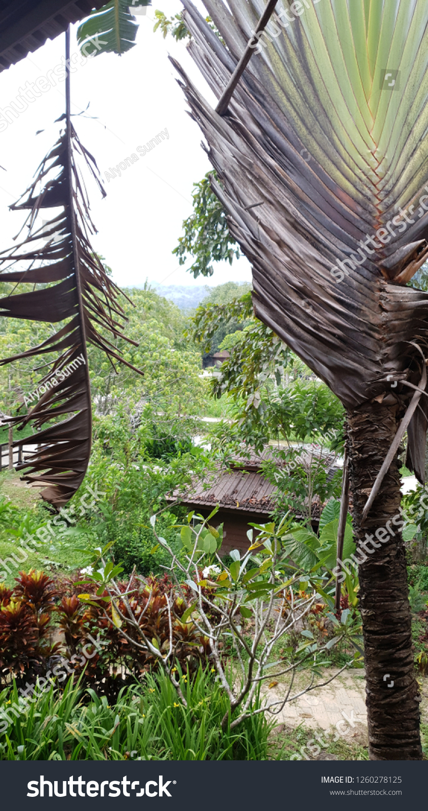 Small Wooden House Tropics Views Palm Stock Photo Edit Now