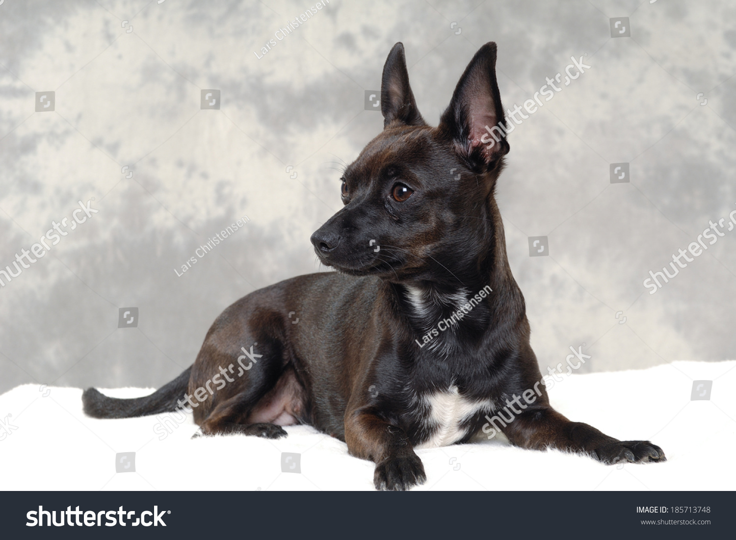 Smalle Black Puppy Dog Resting Breede Miscellaneous Stock Image 185713748