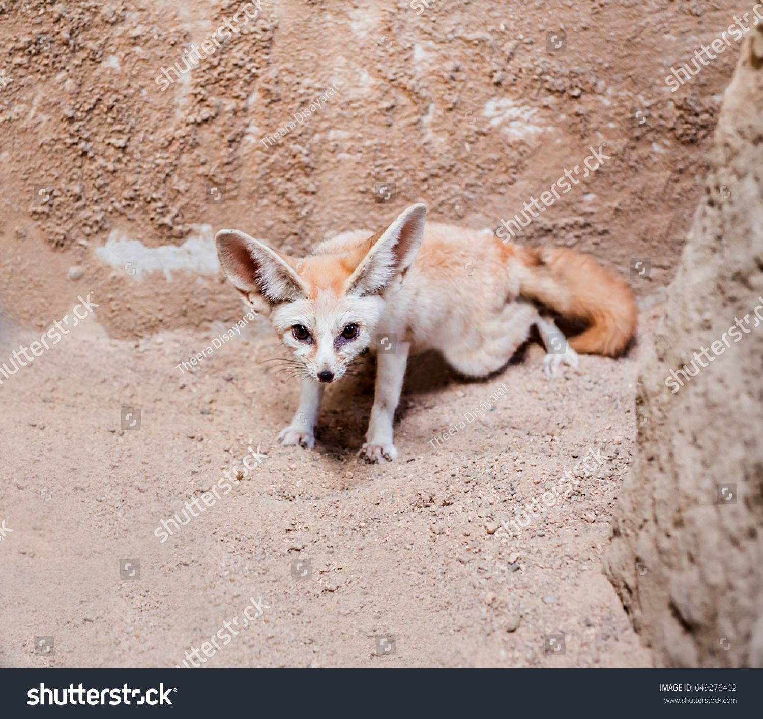 Smallest Fennec Fox Sahara Desert Stock Photo (Edit Now) 649276402