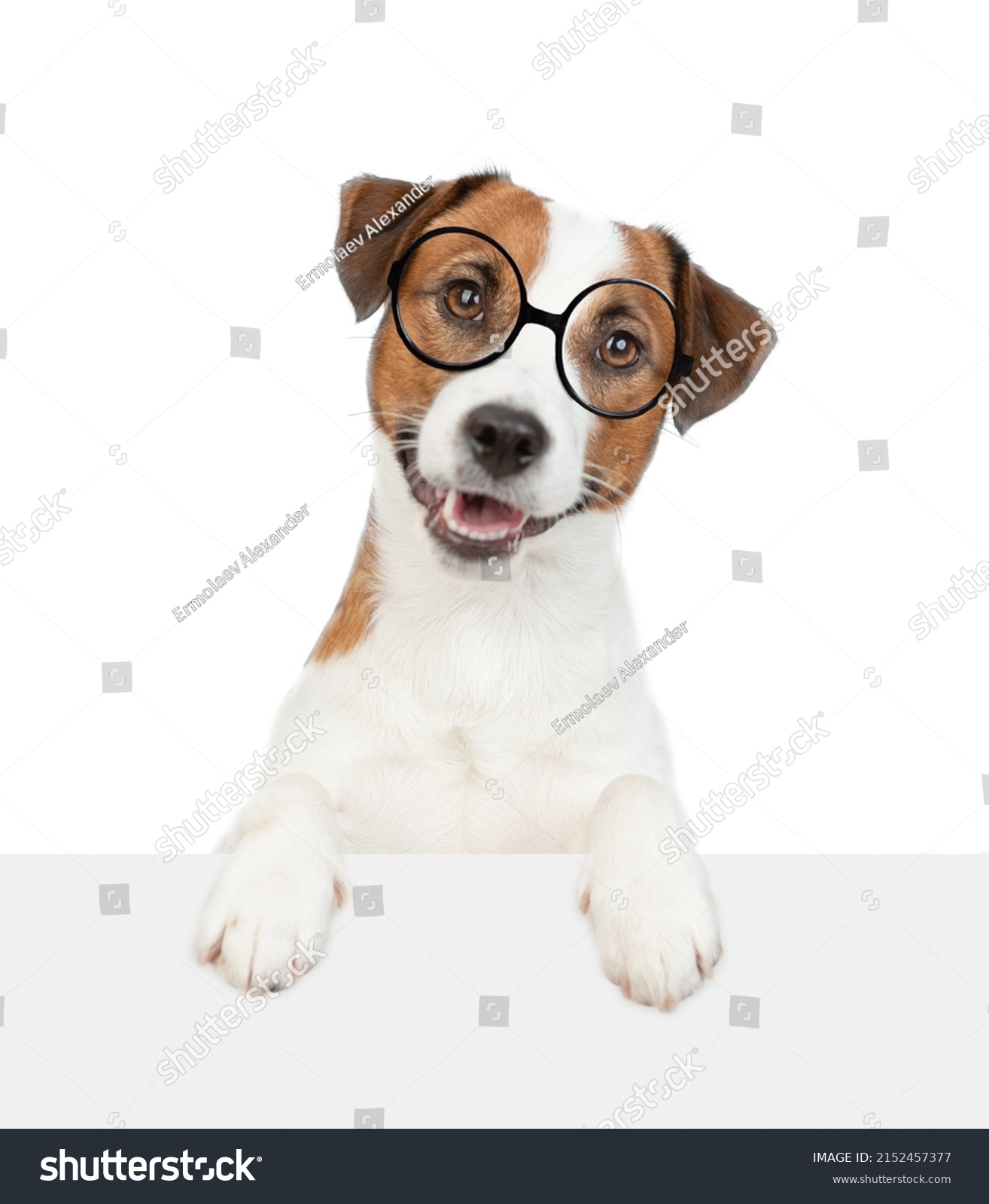 Smart Jack Russell Terrier Puppy Wearing Stock Photo 2152457377 ...