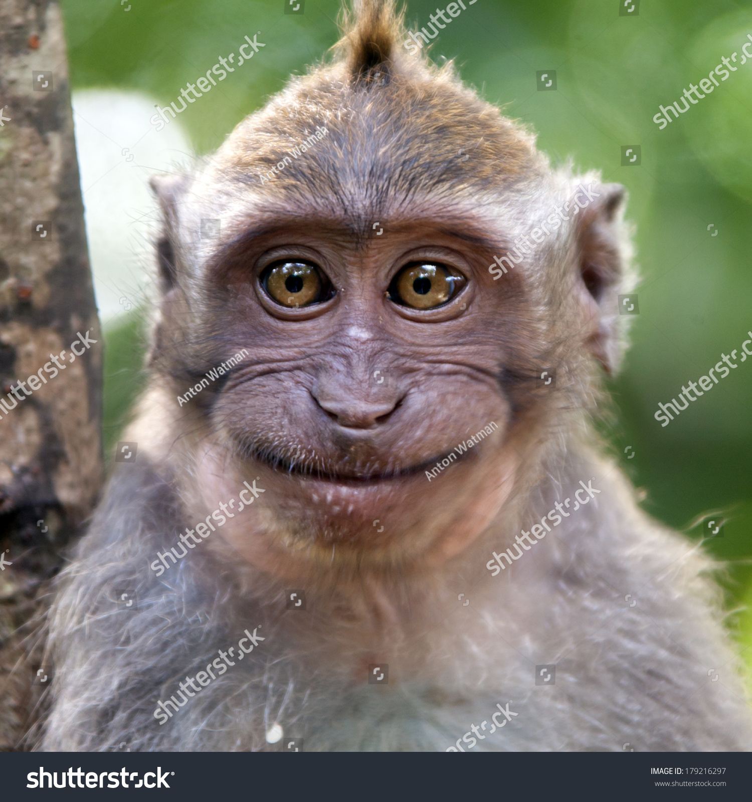 Smiley Monkey Portrait Stock Photo 179216297 - Shutterstock