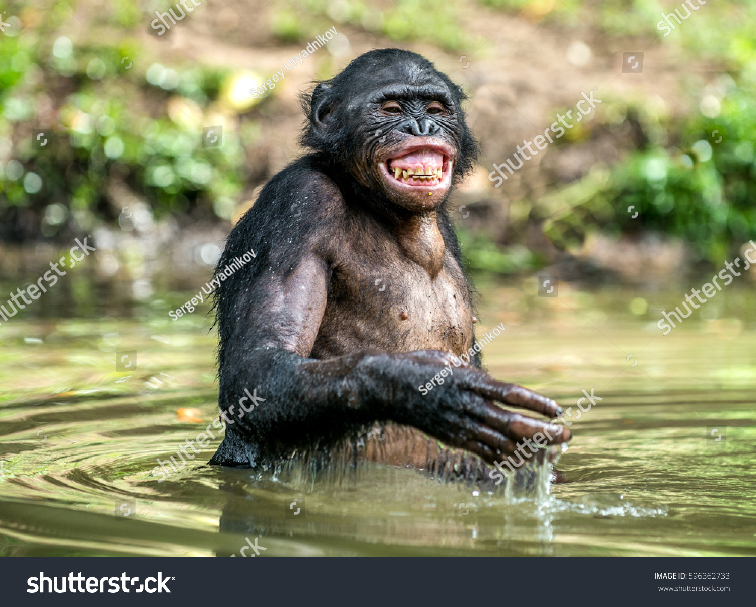 Smiling Bonobo Water Bonobo Water Pleasure库存照片596362733 | Shutterstock