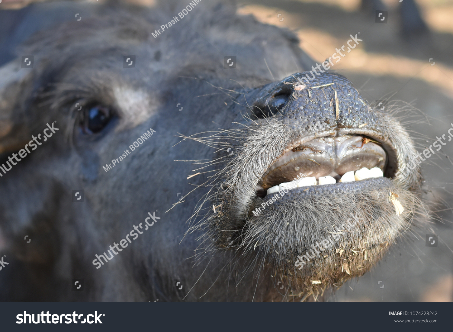 Buffalo smiling Buffalo