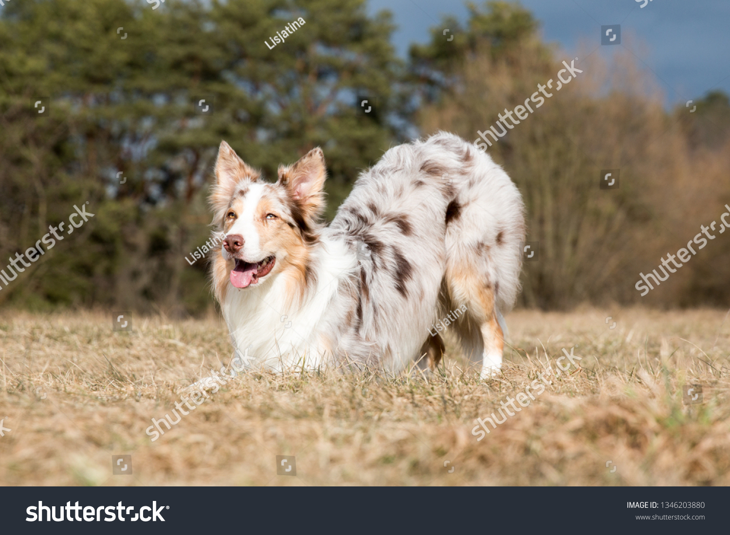 rough collie sable merle