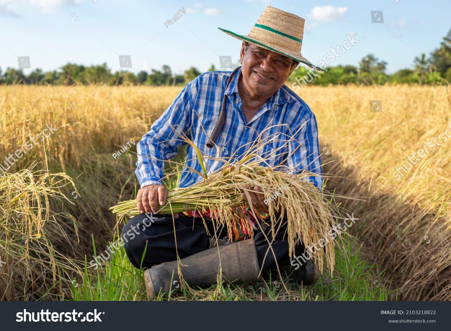 369,229 Rice field paddy Stock Photos, Images & Photography | Shutterstock