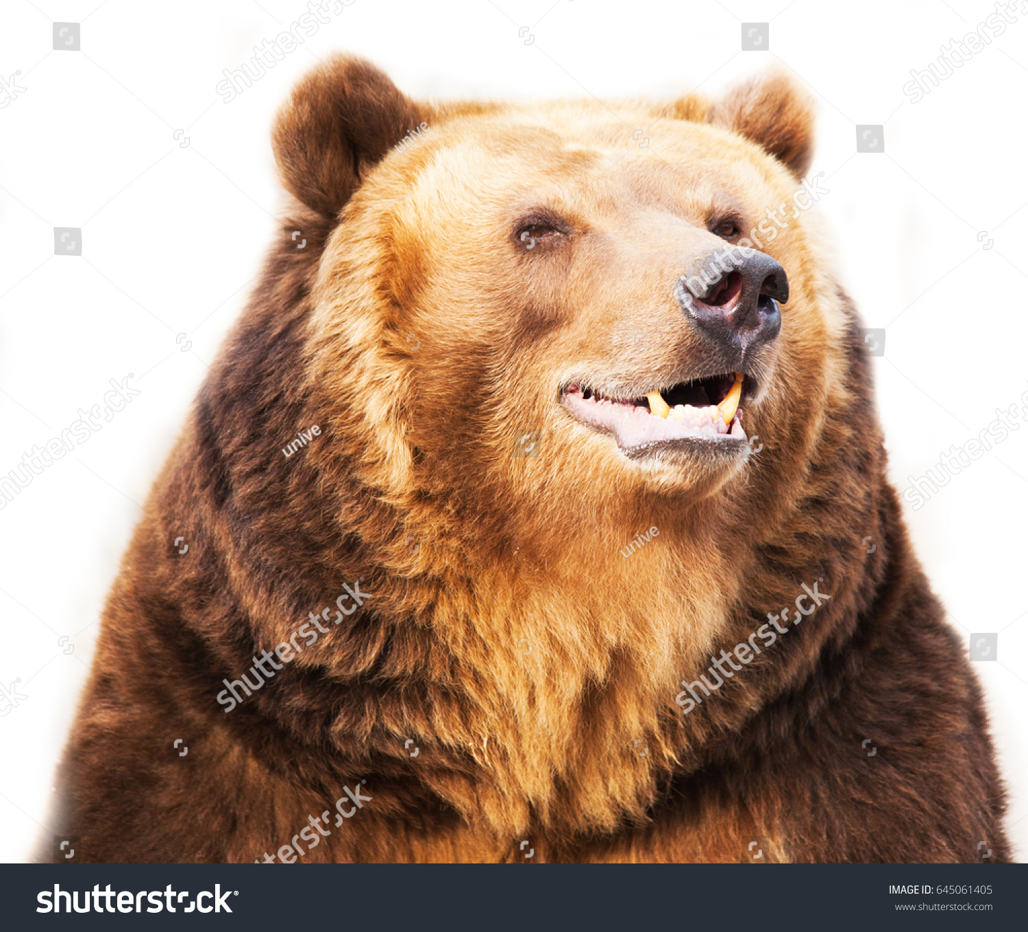 183,520 Smiles bear Images, Stock Photos & Vectors | Shutterstock