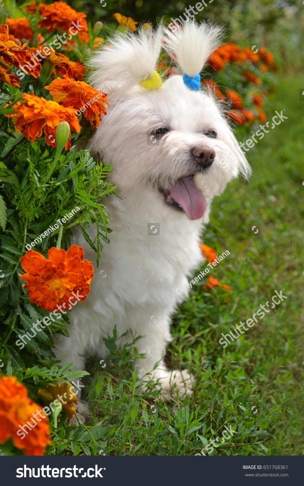 Smiling Maltese Dog Bucks Patriotic Hairstyle Stock Photo