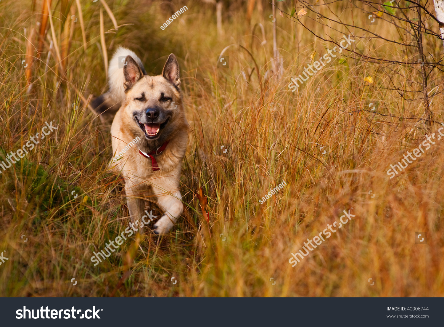 Smiling West Siberian Laika Husky Stock Photo Edit Now 40006744