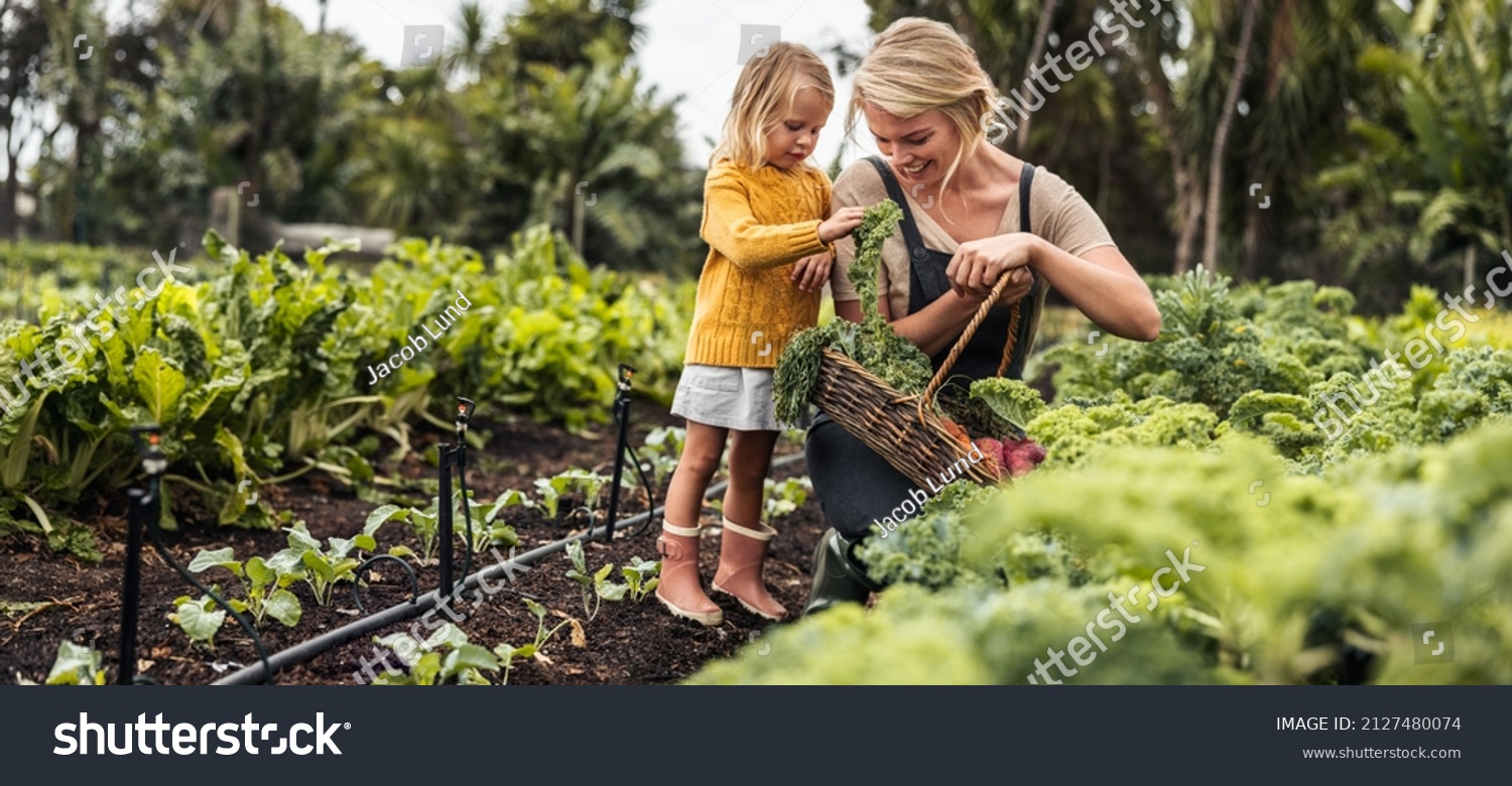 Smiling Young Mother Gathering Fresh Kale Stock Photo 2127480074 ...