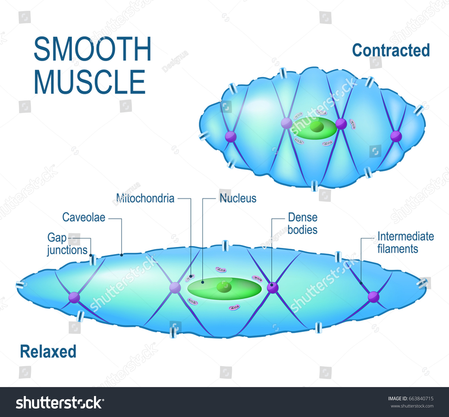 Smooth Muscle Cell Anatomy Relaxed Contracted Stok İllüstrasyon 663840715