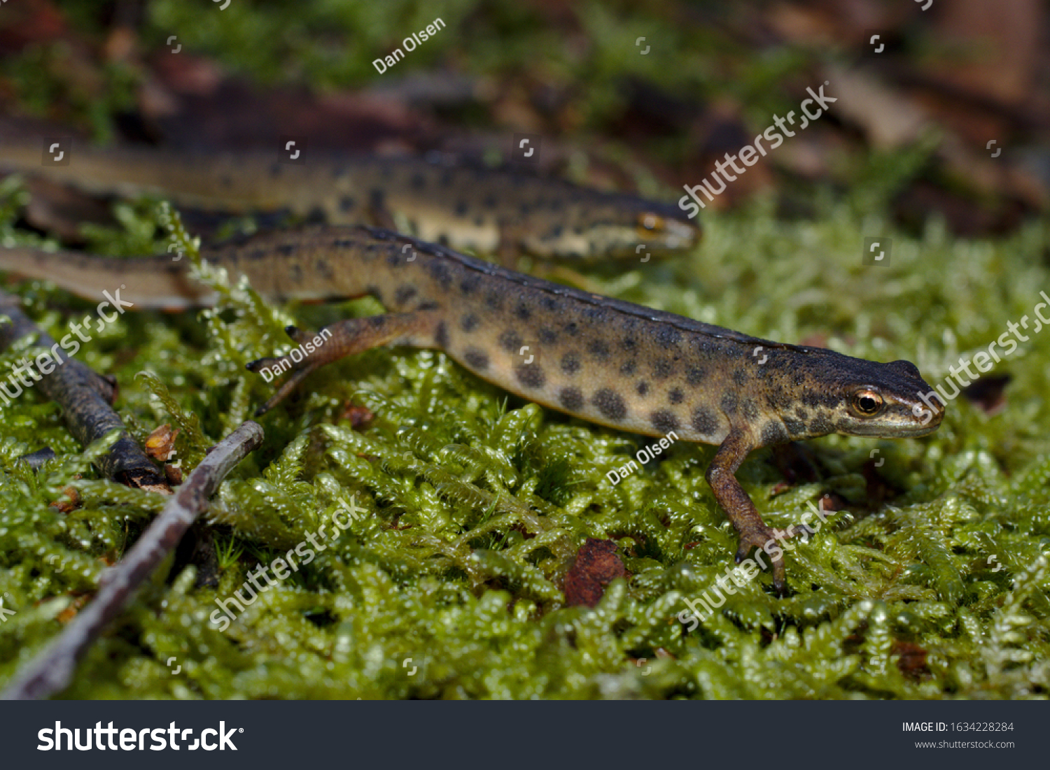 smooth-newt-common-newt-lissotriton-vulgaris-foto-de-stock-1634228284